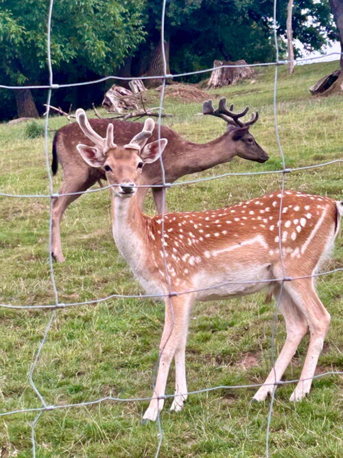 Damwild Knieper zu verkaufen