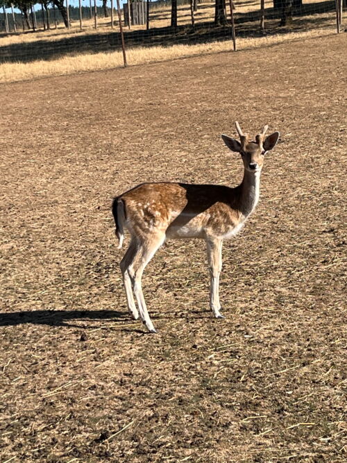 Damwild Spießer zu verkaufen