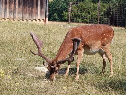 Damhirsch Zuchthirsche